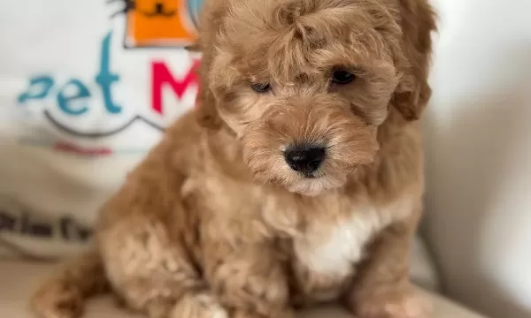 Ziyarete Açık Maltipoo Yavrular Petmode Köpek Çiftliğinde