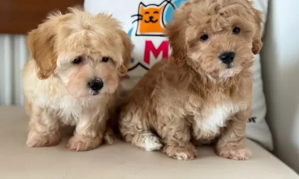 Ziyarete Açık Maltipoo Yavrular Petmode Köpek Çiftliğinde