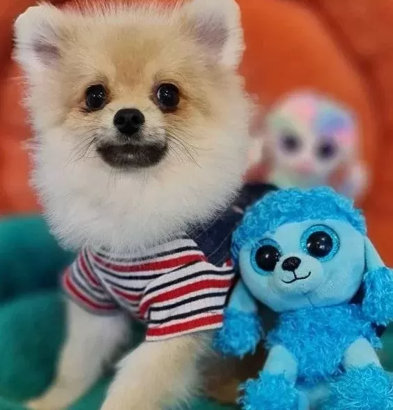 Sevimli Teacup Pomeranian Yavrularımız