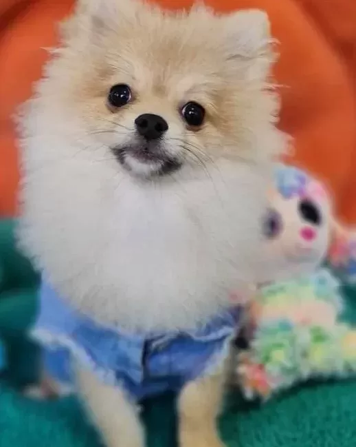 Sevimli Teacup Pomeranian Yavrularımız