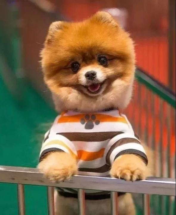 Safkan Pomeranianlar