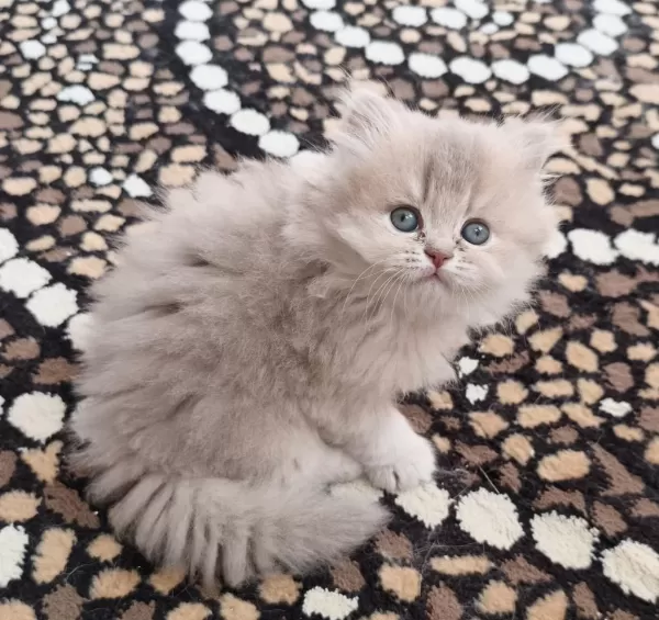British Shorthair Ve Longhair