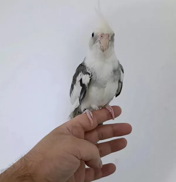 Üç Kelime Konuşuyor White Face Erkek Sultan Papağanı