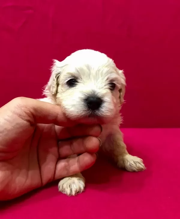 Kar Beyaz Maltese Terrier Yavrularımız