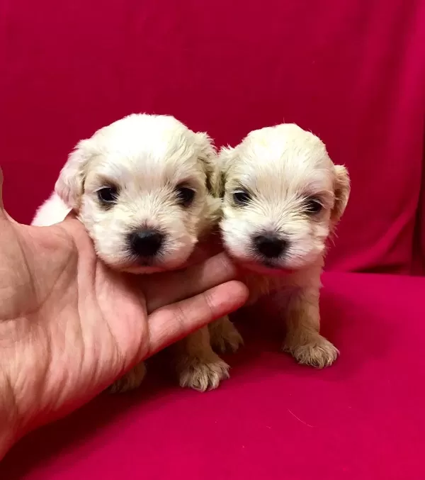 Kar Beyaz Maltese Terrier Yavrularımız