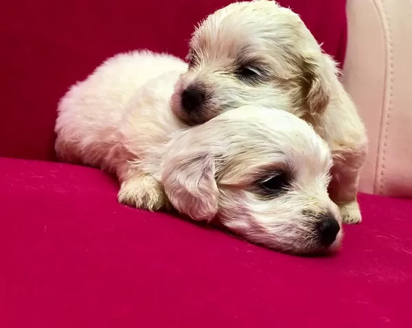 Kar Beyaz Maltese Terrier Yavrularımız