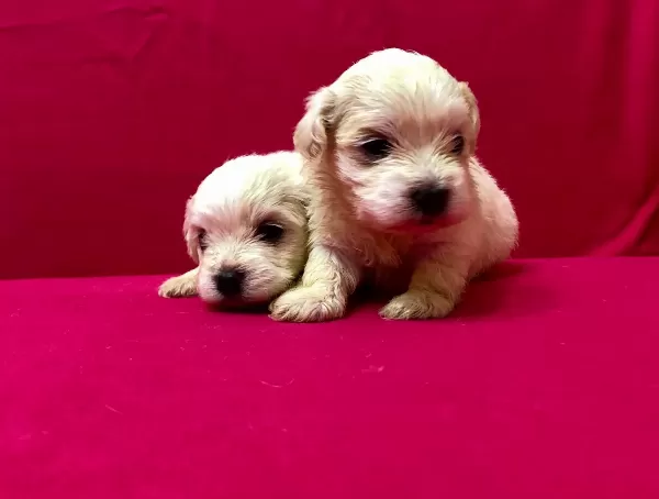 Kar Beyaz Maltese Terrier Yavrularımız