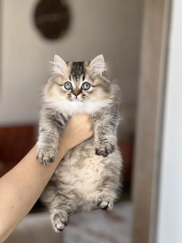 Güzel Surat British Longhair Golden Black Yavrum