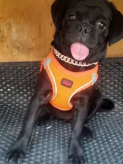Yavru Pug