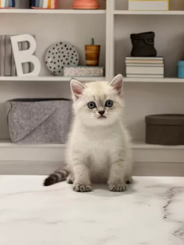 British Shorthair Silver Yavrularim