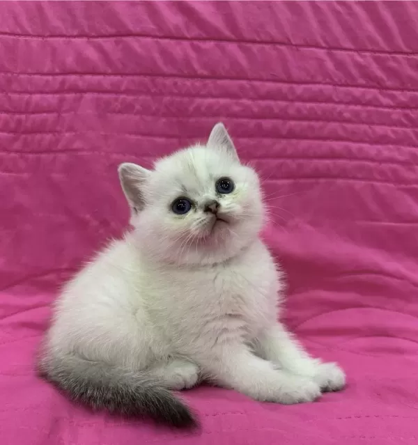 Birbirinden Güzel British Shorthair Yavrularim
