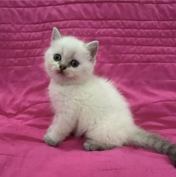 Birbirinden Güzel British Shorthair Yavrularim