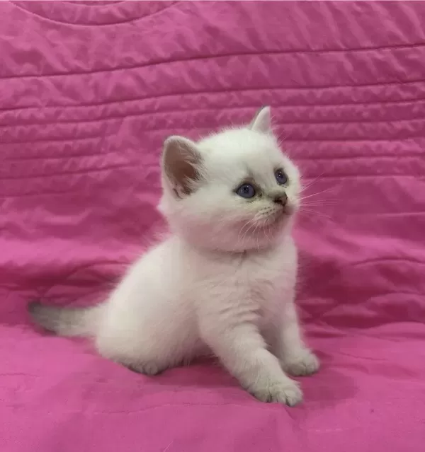 Birbirinden Güzel British Shorthair Yavrularim