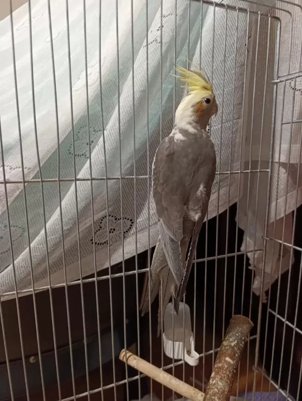 3 Aylık Yavru Sultan Papağanı