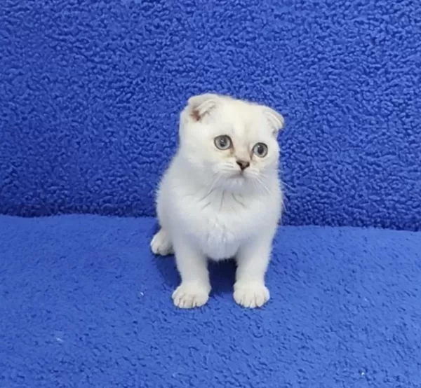 Scottish Fold Teslime Hazir Ponçik Kaçmaz