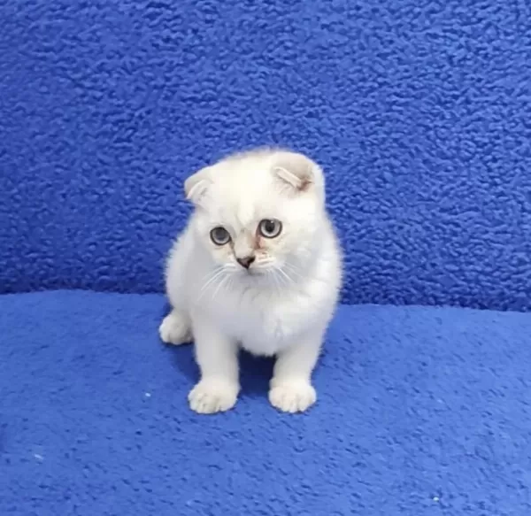 Scottish Fold Teslime Hazir Ponçik Kaçmaz