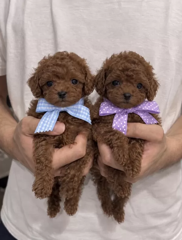 Kaliteli Ve Sevimli Poodle Yavruları