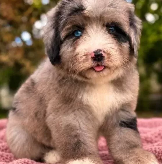 Mavi Gözlü Bernedoodle Yavru
