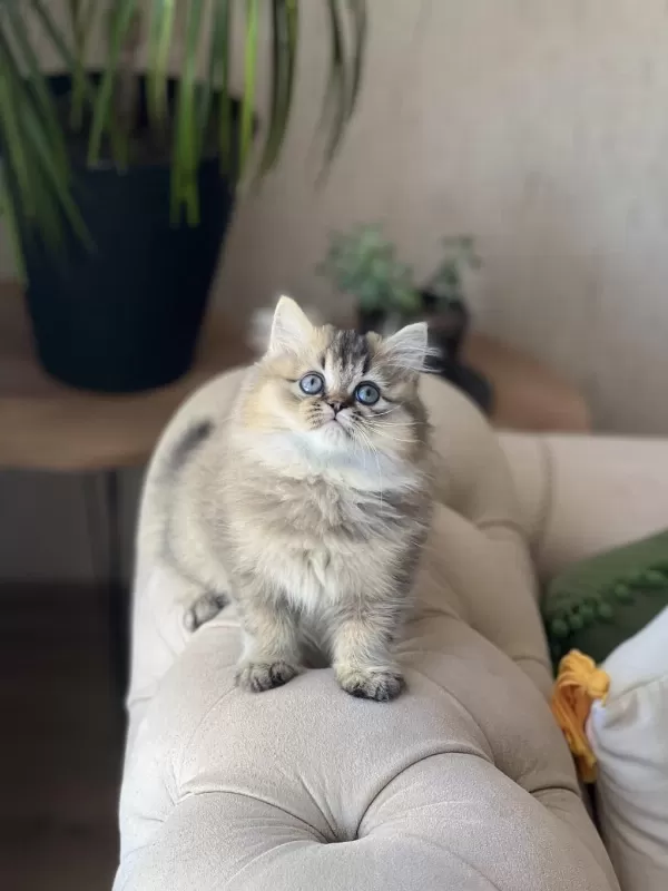Mükkemmel Kalite British Longhair Golden Black Yavrum