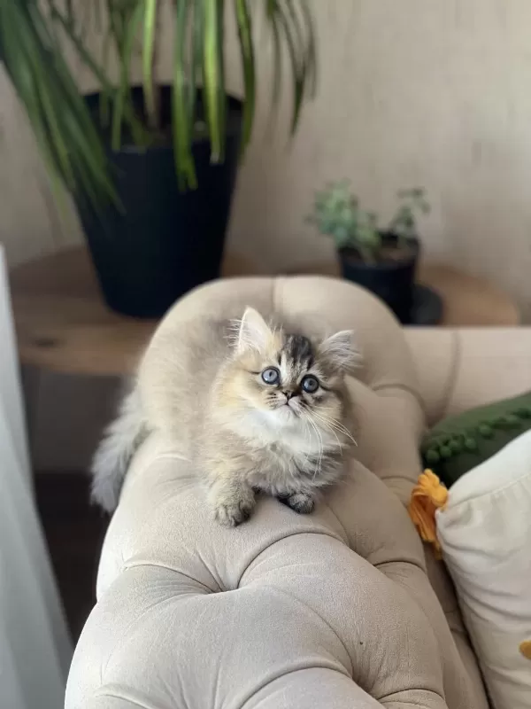 Mükkemmel Kalite British Longhair Golden Black Yavrum