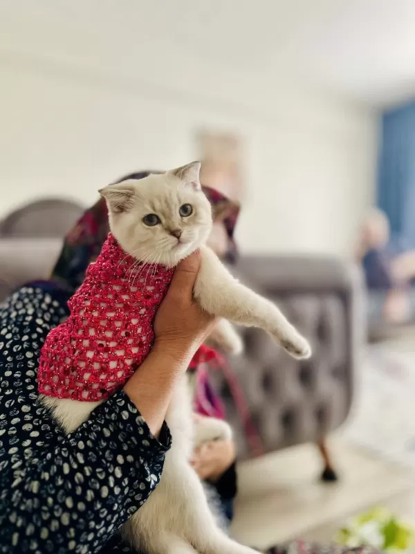 British Shorthair Lynx