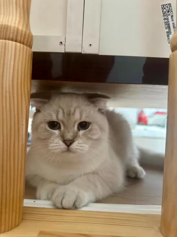 British Shorthair Lynx
