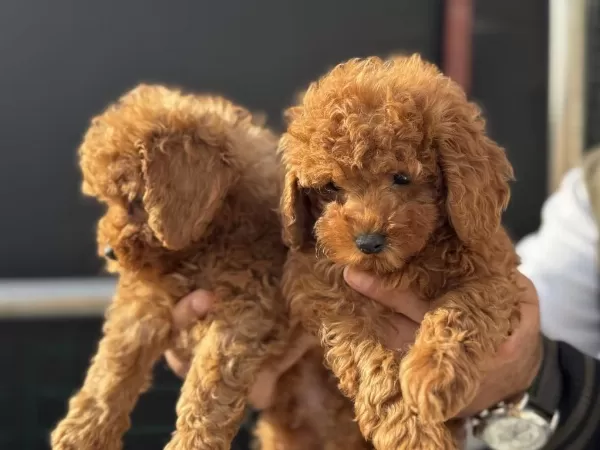 Yasal Ruhsatlı Çifrlikde Ziyarete Açık Toy Poodle