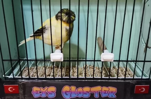 Glosterler Vasıflı Takım Kanaryalar