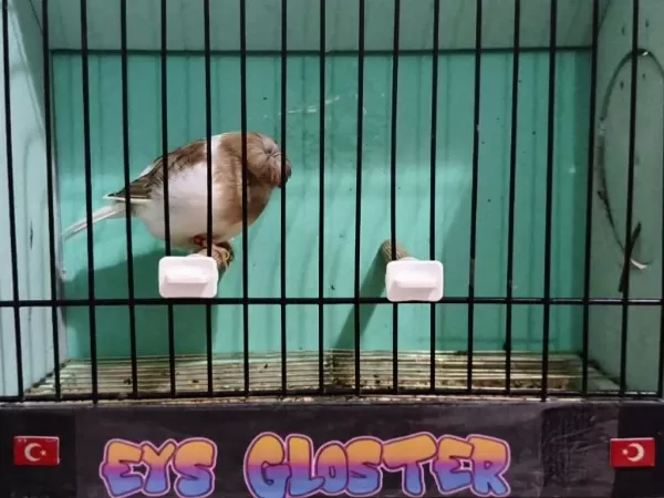 Glosterler Vasıflı Takım Kanaryalar