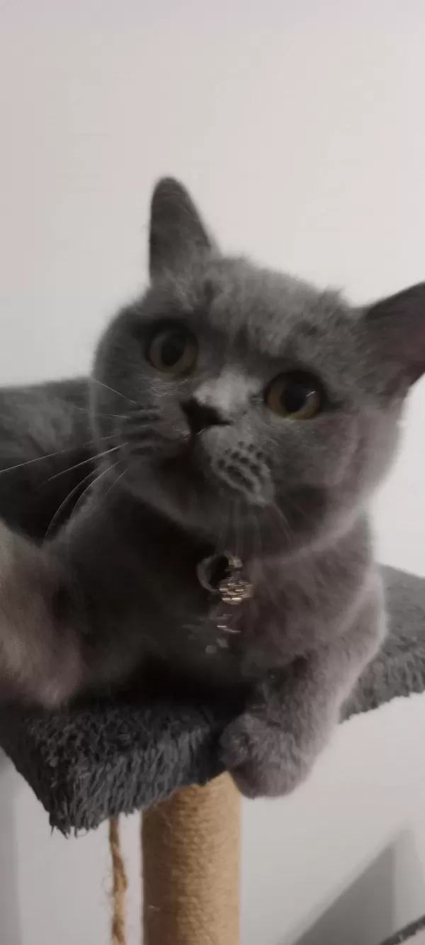 British Shorthair Maya Kizimiza Kalici Yuva