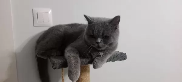 British Shorthair Maya Kizimiza Kalici Yuva