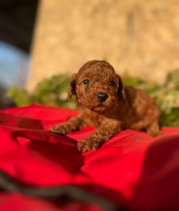Peluş Oyuncak Ile Karıştırılan Bebeklerim