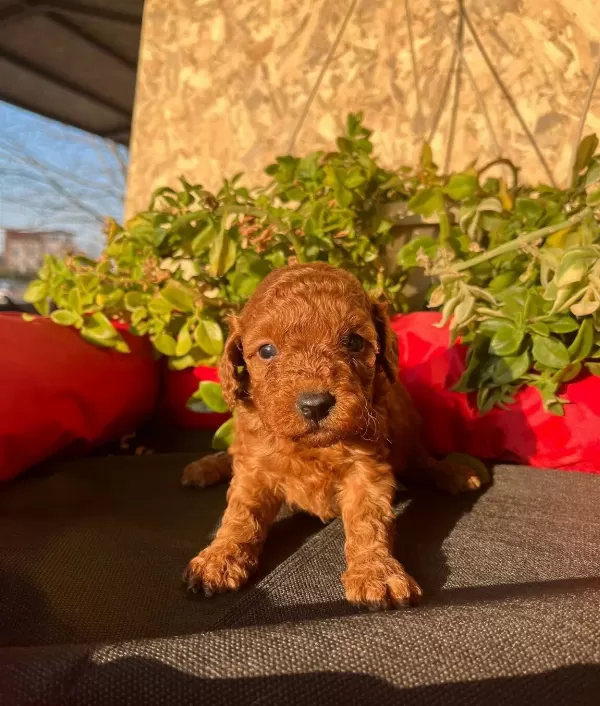 Peluş Oyuncak Ile Karıştırılan Bebeklerim