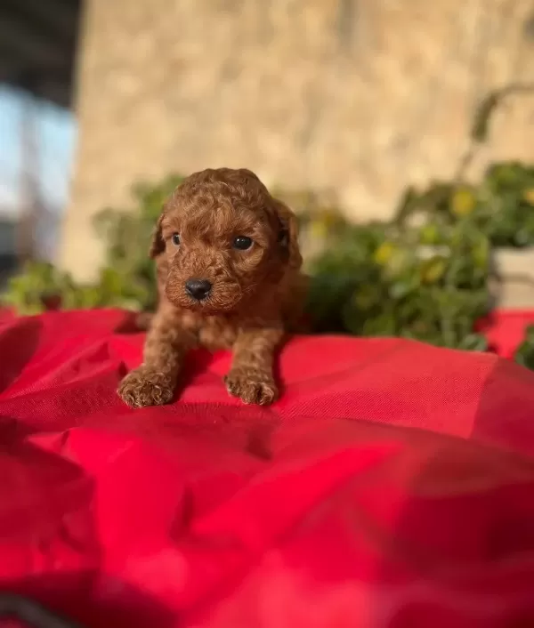 Peluş Oyuncak Ile Karıştırılan Bebeklerim