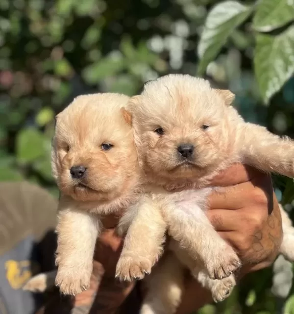 Irk Ve Sağlik Garanti̇li̇ Chow Chow Çin Aslanı Yavrularım