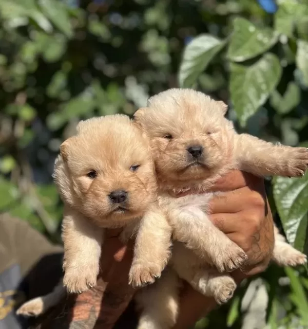 Irk Ve Sağlik Garanti̇li̇ Chow Chow Çin Aslanı Yavrularım