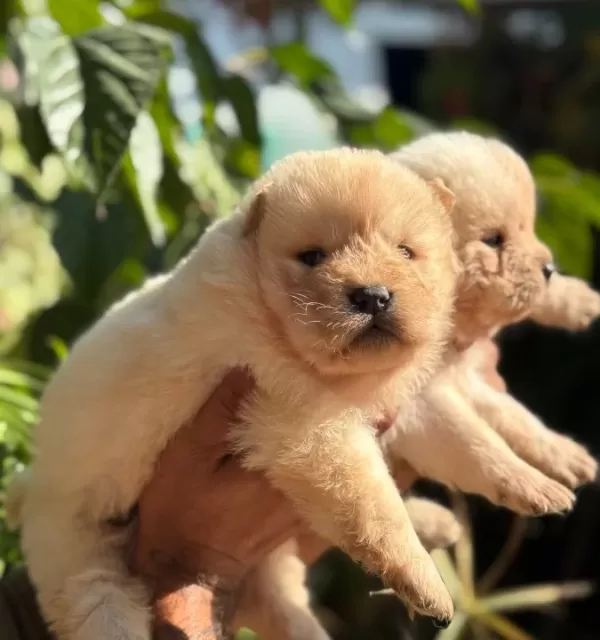 Irk Ve Sağlik Garanti̇li̇ Chow Chow Çin Aslanı Yavrularım