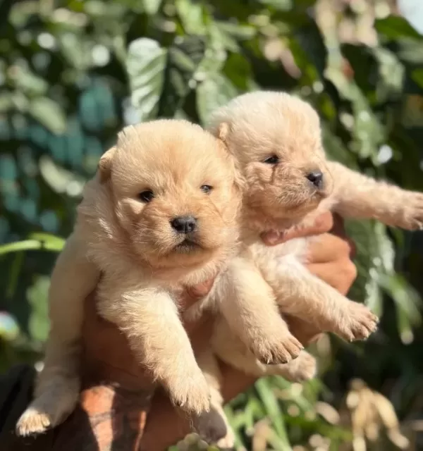 Irk Ve Sağlik Garanti̇li̇ Chow Chow Çin Aslanı Yavrularım