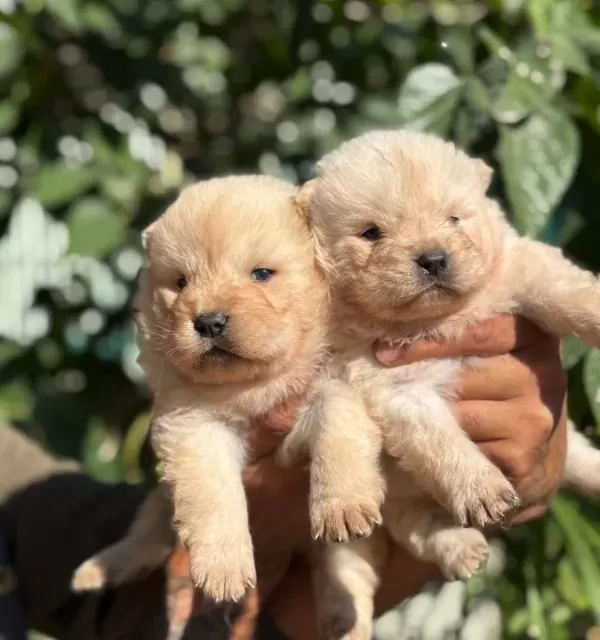Irk Ve Sağlik Garanti̇li̇ Chow Chow Çin Aslanı Yavrularım