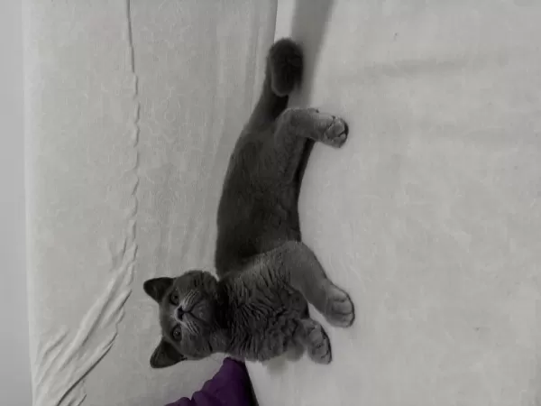 British Shorthair Erkek Yavru