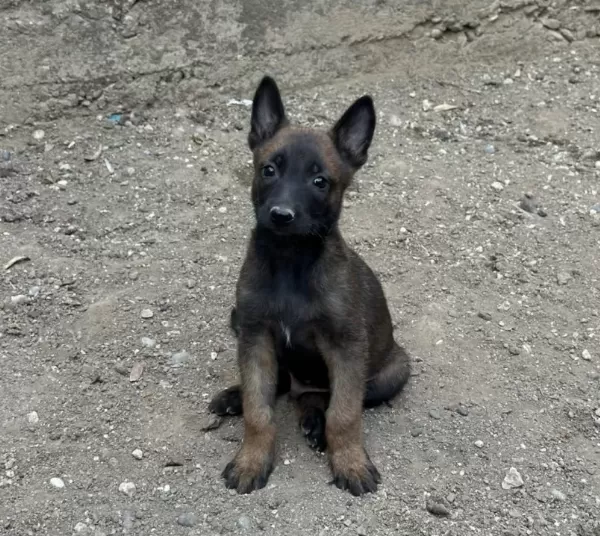 A Kalite Belçika Malinois Yavrular