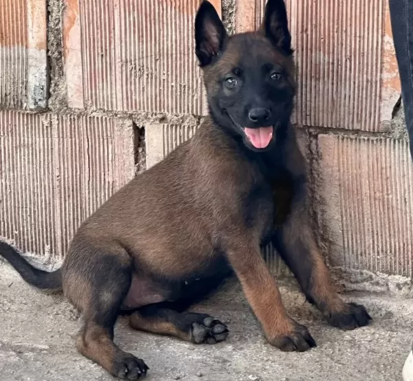 A Kalite Belçika Malinois Yavrular