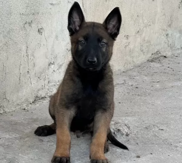 A Kalite Belçika Malinois Yavrular
