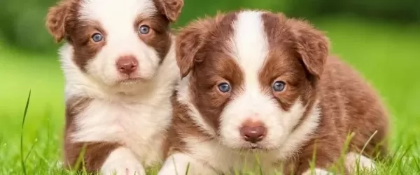 Çikolata Beyaz Chocolate Border Collie Yavrular