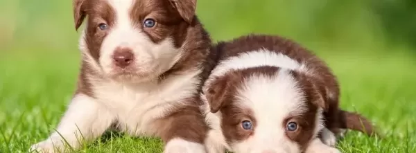 Çikolata Beyaz Chocolate Border Collie Yavrular