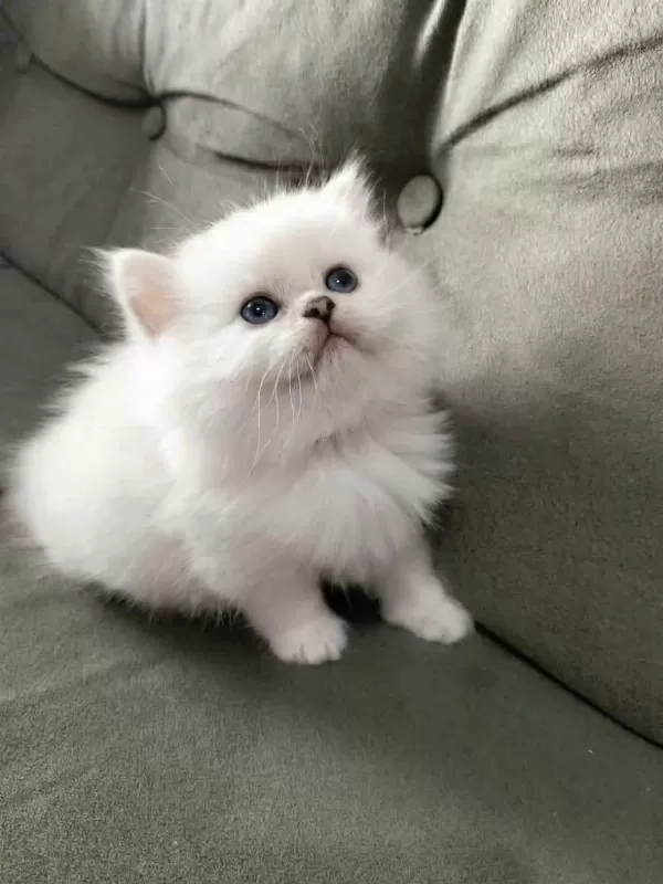 A Kalite Güzel British Longhair Yavru