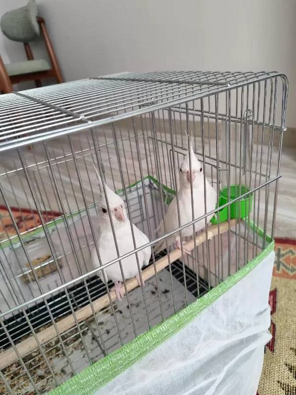 Albino Sultan Papağanı 3 Aylık