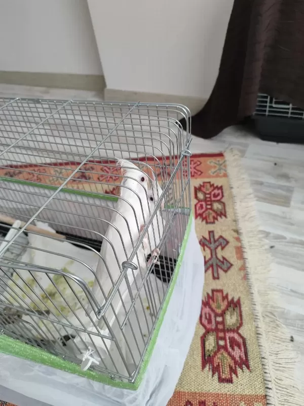Albino Sultan Papağanı 3 Aylık
