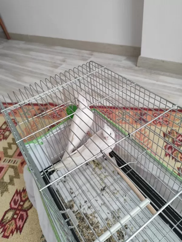Albino Sultan Papağanı 3 Aylık