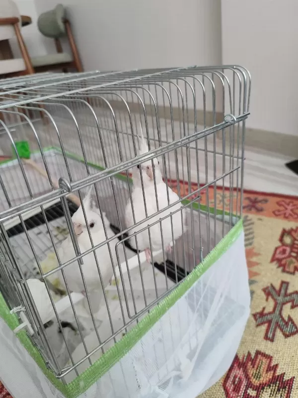 Albino Sultan Papağanı 3 Aylık